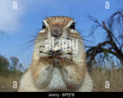 Close-up di un gruppo di alimentazione di massa (scoiattolo Xerus inaurus), Kgalagadi Parco transfrontaliero, Sud Africa Foto Stock