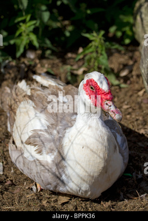 Anatra muta in penna Foto Stock