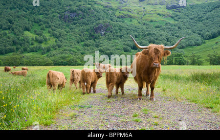 Highland bestiame con vitello. Foto Stock