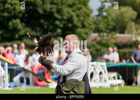 Dimostrazione di falconeria presso il village visualizza Foto Stock