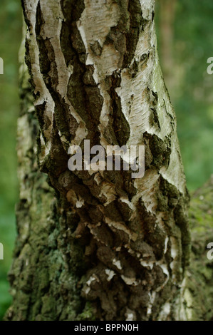 Silver Birch di corteccia di albero Foto Stock