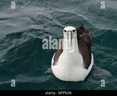 Bianco-capped / timido Albatross / Mollymawk nuoto off shore vicino l'isola di Stewart, Nuova Zelanda Foto Stock