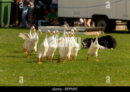 Sheepdog trial dimostrazione a country fair utilizzando indian runner anatre Foto Stock