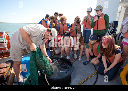 Il biologo marino mette il pesce gatto in un serbatoio per mostrare gli studenti delle scuole medie a bordo di una nave di ricerca durante il campo classe di viaggio Foto Stock