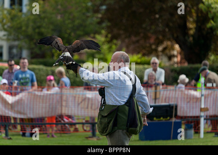 Dimostrazione di falconeria presso il village visualizza Foto Stock