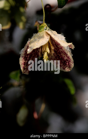 Clematis Cirrhosa - midwinter Foto Stock