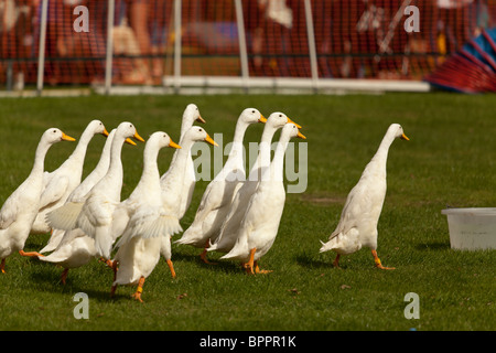 Sheepdog trial demonstartion in country fair utilizzando indian runner anatre Foto Stock