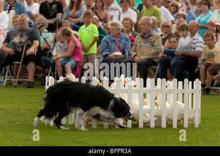 Sheepdog trial demonstartion in country fair utilizzando indian runner anatre Foto Stock