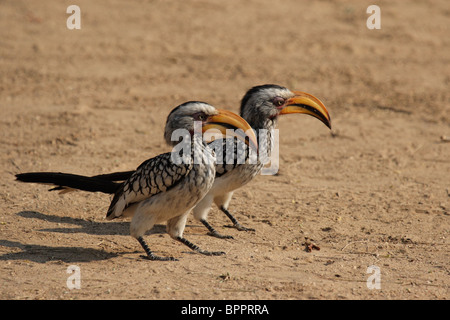 Due Southern Yellow-fatturati Hornbills (Tockus leucomelas) seduto a terra Foto Stock