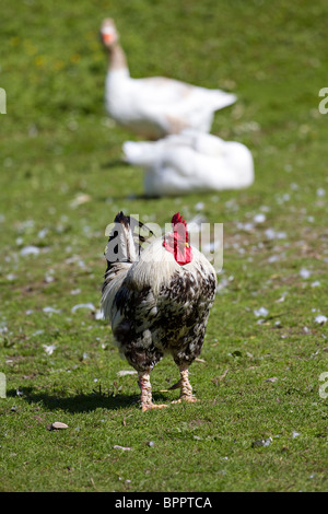 Dorking Bantam galletto all'aperto Foto Stock