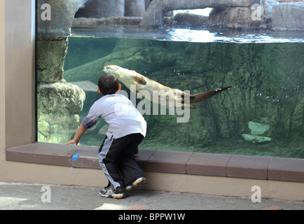 Pre-scuola boy orologi attraverso il vetro come una lontra nuota sotto l'acqua al Texas State Aquarium nel Corpus Christi, Texas, Stati Uniti d'America Foto Stock