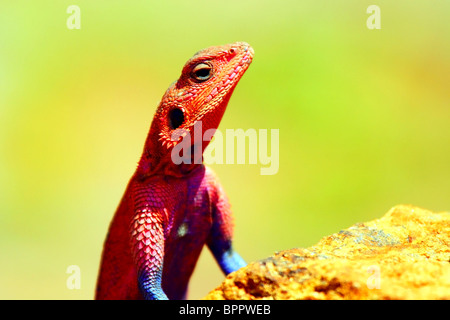 Ritratto di lizard Africa. Kenya. Masai Mara Foto Stock