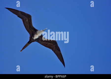 Femmina adulta magnifico Frigatebird (Fregata magnificens) soaring sopra l'Oceano Pacifico Foto Stock