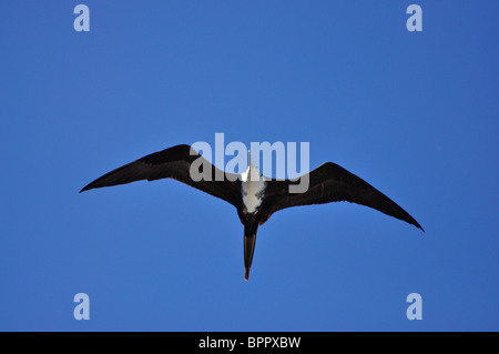 Femmina adulta magnifico Frigatebird (Fregata magnificens) soaring sopra l'Oceano Pacifico Foto Stock