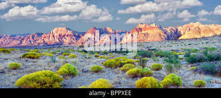 Rabbitbrush e formazioni rocciose nella Red Rock Canyon National Conservation Area, Nevada. Il cielo è stato aggiunto. Foto Stock