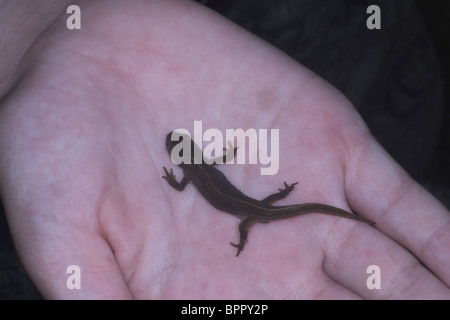 Buon newt Triturus vulgaris su ragazzi mano. Regno Unito Foto Stock