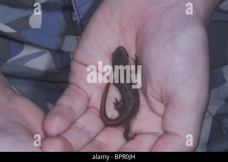 Buon newt Triturus vulgaris su ragazzi mano. Regno Unito Foto Stock