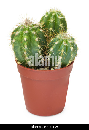 Famiglia cactus decorativo in una pentola di marrone, isolato su sfondo bianco Foto Stock