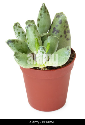 Famiglia succulente in marrone pot, isolato su uno sfondo bianco Foto Stock