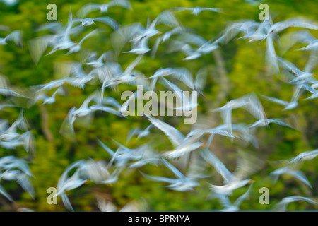 Gregge di Lesser Crested Tern, Sterna bengalensis, isola di Lamu, Kenya Foto Stock