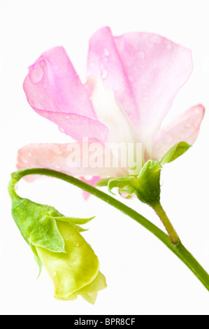Sweet Pea Lathyrus odoratus, 'Geranium' rosa in fiore Foto Stock