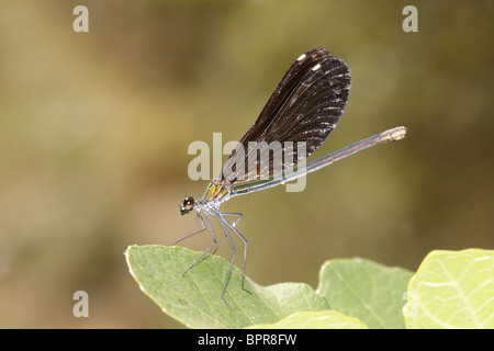 Donne belle demoiselle in Grecia Foto Stock