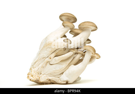 Abstract intrico di faggio marrone ( funghi shimeji Buna) isolato su bianco. Foto Stock