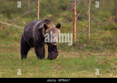 Unione orso bruno (Ursos arctos) in corrispondenza di un bordo di una foresta boreale al crepuscolo. La Finlandia. Foto Stock