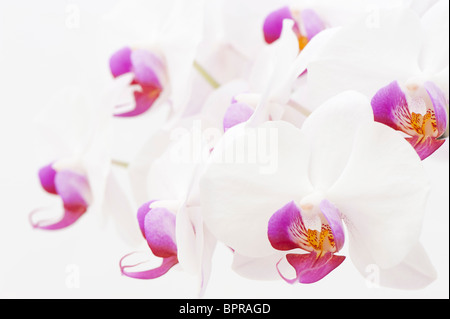 Bianco e rosa Phalaenopsis, Moth orchid Foto Stock