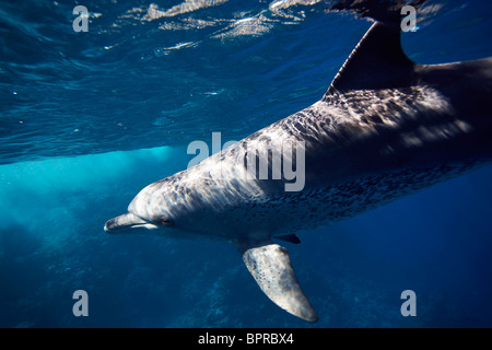 Un Indo Pacific Bottlenose Dolphin nuotare nel blu Mare Rosso, vicino a Marsa Sharga. Foto Stock