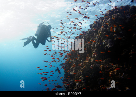 Sommozzatore appeso nella barriera corallina. Foto Stock