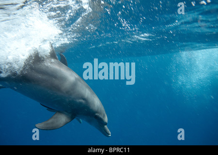 Un delfino nel surf di un onda nel Mare Rosso. Foto Stock