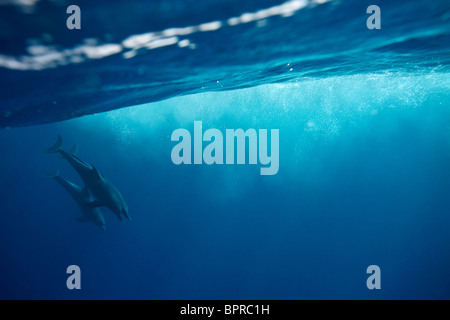 Tre Indo Pacific delfini a naso di bottiglia in discesa nel Mare Rosso. Foto Stock