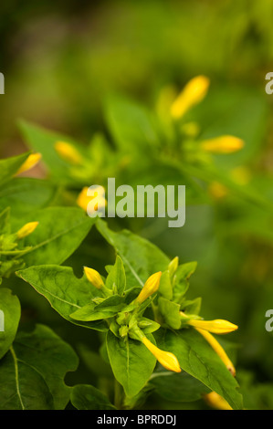 Mirabilis Jalapa, quattro ore di fiore o la meraviglia del Perù Foto Stock