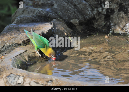 Giallo-collare - lovebird lovebird mascherato - Nero-masked Lovebird (Agapornis personatus) bere - Crater Lake - Kenya Foto Stock