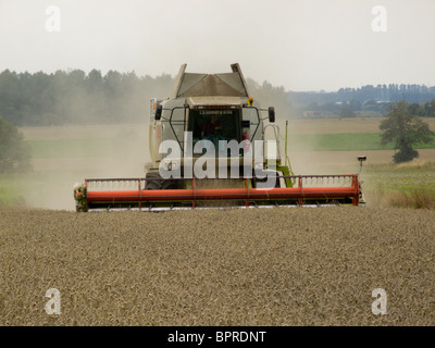 Claas Lexion 480 Mietitrebbia la raccolta di frumento in un campo di Norfolk su un luminoso giorno di agosto Foto Stock