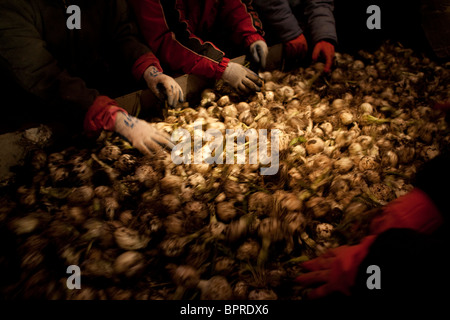 Lavoratori cipolle raccolto al di fuori di Klamath Falls nel sud della Oregon. Foto Stock