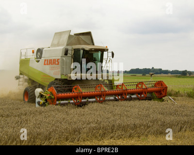 Claas Lexion 480 Mietitrebbia la raccolta di frumento in un campo di Norfolk su un luminoso giorno di agosto Foto Stock