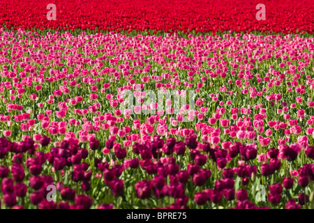 Campi di Tulipani in Skagit Valley, Washington. Foto Stock