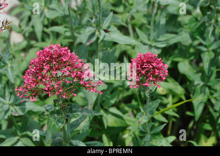 Rosso - valeriana di Giove (barba Centranthus ruber) fioritura in primavera Foto Stock