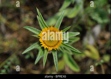 Spinosa Starwort - Fleabane spinosa - spinoso Golden-star (Pallenis spinosa - Asteriscus spinosus) Fioritura in estate Foto Stock