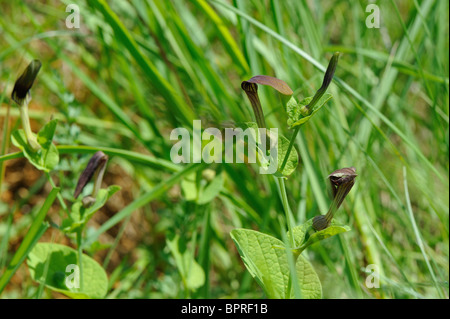 Snakeroot - Smearwort - Round-lasciava Birthwort - Inglese Il mercurio - Mercurio (Goosefoot Aristolochia rotunda) fioritura in primavera Foto Stock