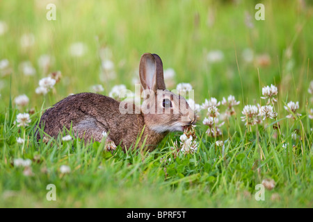 Coniglio; Oryctolagus cunniculus; Prato; mangiare clover; Cornovaglia Foto Stock