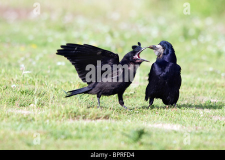 Rook; Corvus frugilegus; giovani rook assillo adulto per cibo Foto Stock