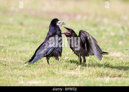 Rook; Corvus frugilegus; giovani rook assillo adulto per cibo Foto Stock