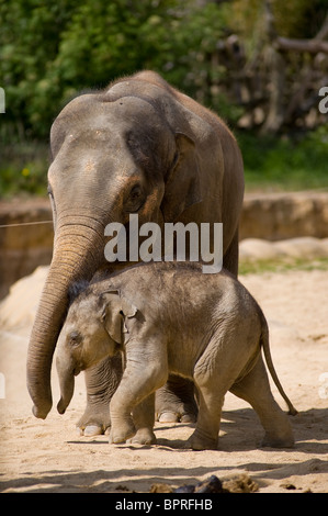 Giovane elefante asiatico polpaccio (Elephas maximus) con la madre in cattività a Tywcross Zoo, Leicestershire, Inghilterra Foto Stock