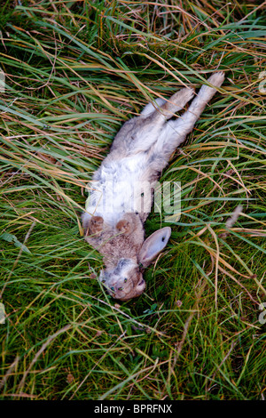 Coniglio morto con verde bottiglia vola Foto Stock