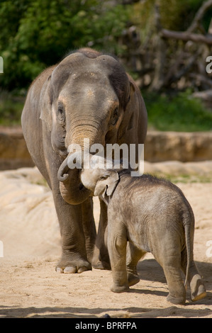 Giovane elefante asiatico polpaccio (Elephas maximus) con la madre in cattività a Tywcross Zoo, Leicestershire, Inghilterra Foto Stock