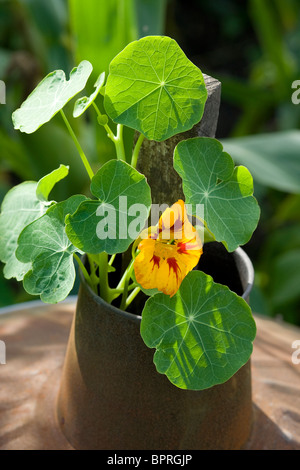 Coltivazione di fiori nel giardino inceneritore coperchio dello scomparto Foto Stock