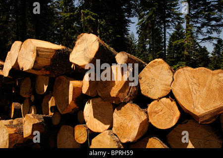 Segati & abbattuti gli alberi di pino impilati nel bosco in Haut Languedoc, regione a sud della Francia Foto Stock
